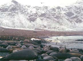 colony at Macquarie