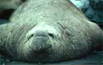 male elephant seal