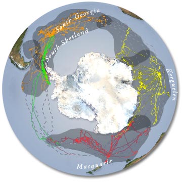 plot of seal tracks from different colonies