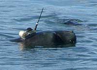 swimming seal with tag