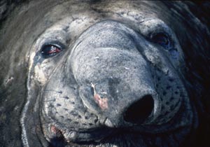 elephant seal trunk