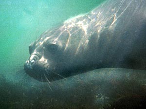 swimming underwater